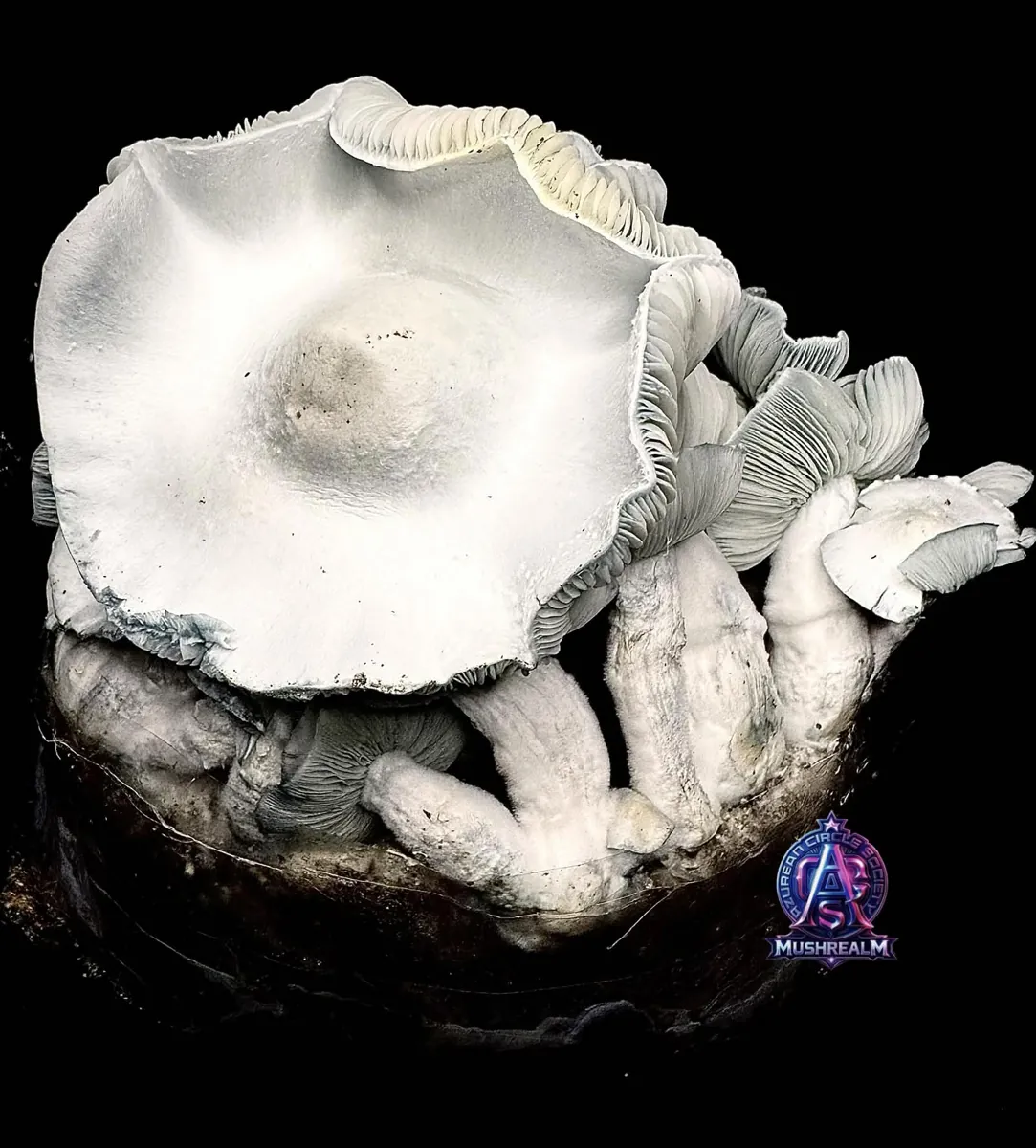 MFH Ape, photographed for the MycoWorld library