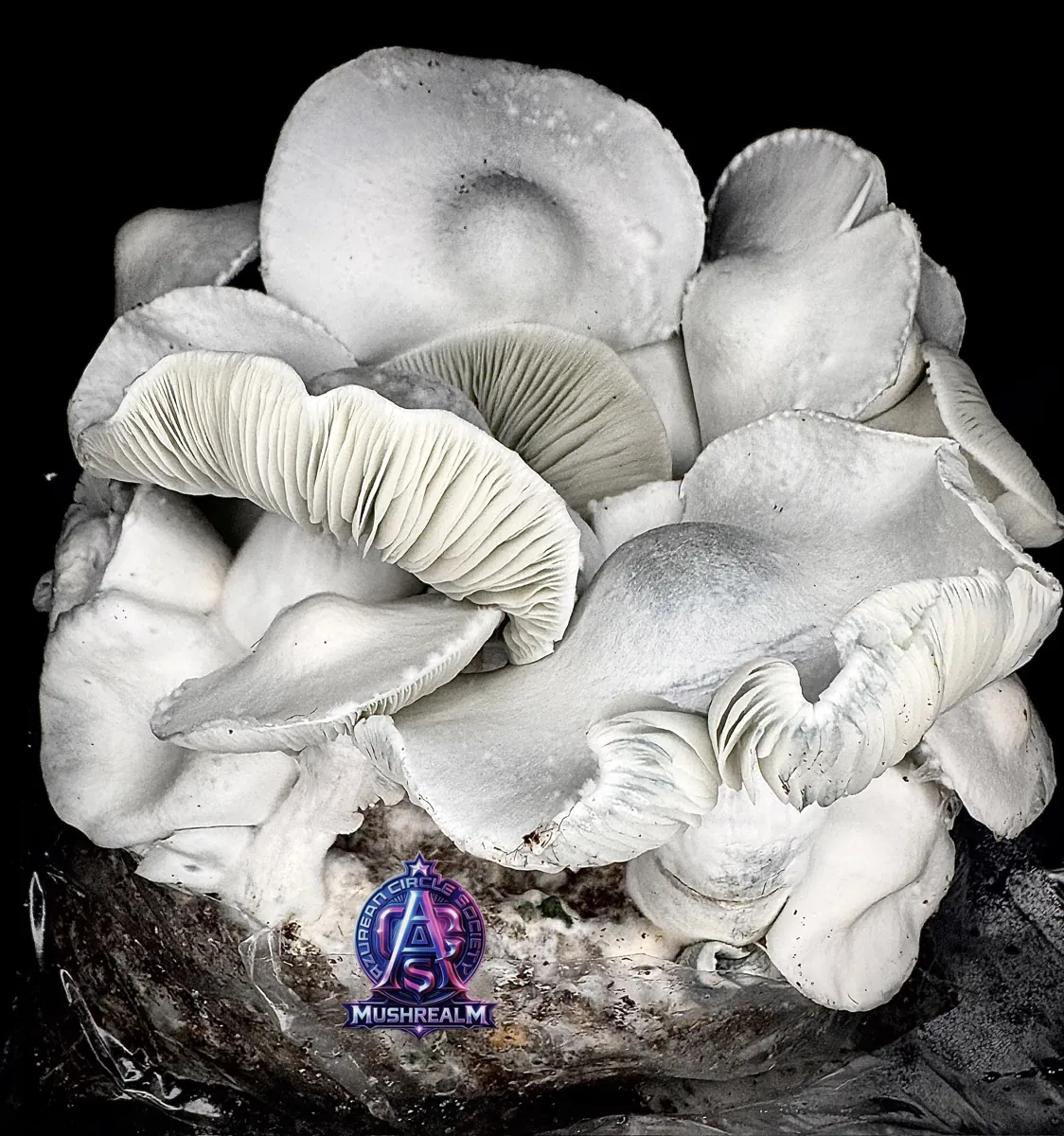 MFH Ape, photographed for the MycoWorld library