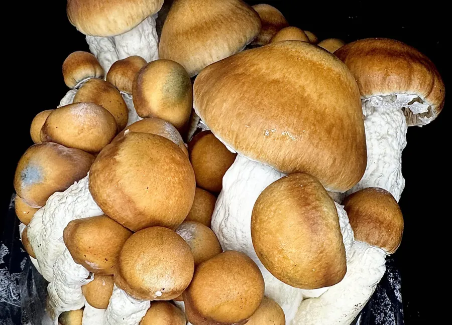 MRRL, a strain in the MycoWorld Mushrealm collection