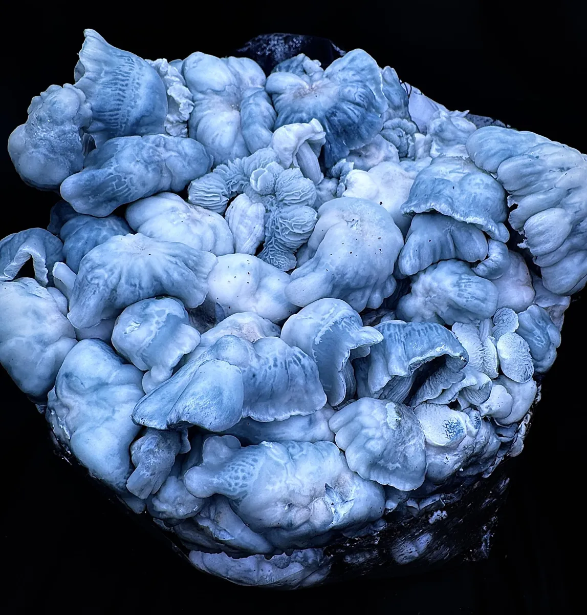 Blue Voodoo, an interspecies cross