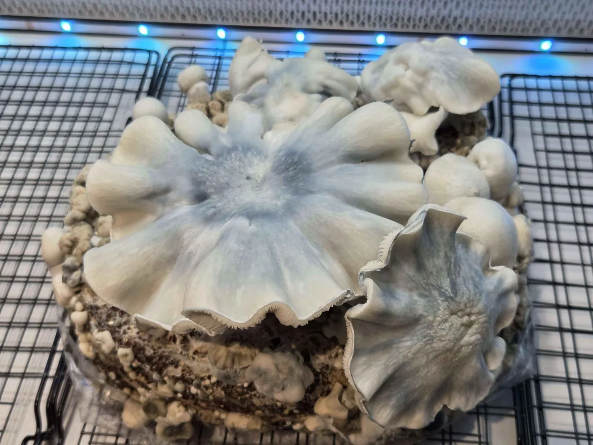 Natal Moon 315, a cross of Psilocybe natalensis and Phobos