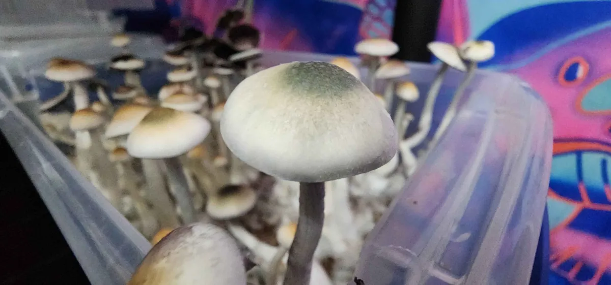 The Green Cap isolation of Psilocybe natalensis
