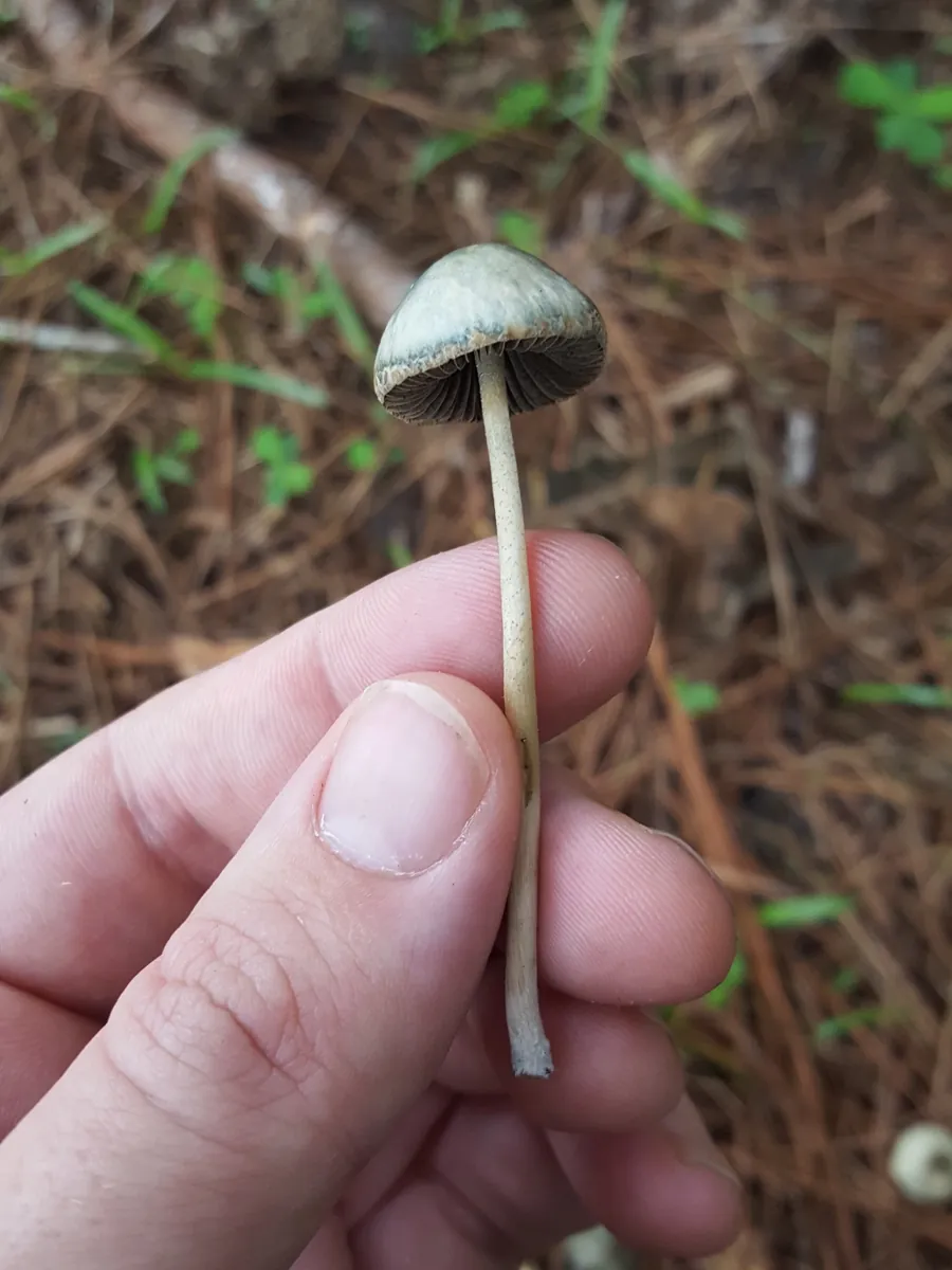 A Panaeolus cyanescens mushroom held between finger and thumb