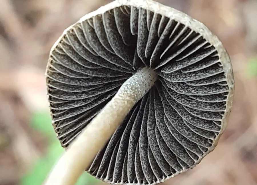 The underside of a Panaeolus cyanescens cap showing dark grey gills