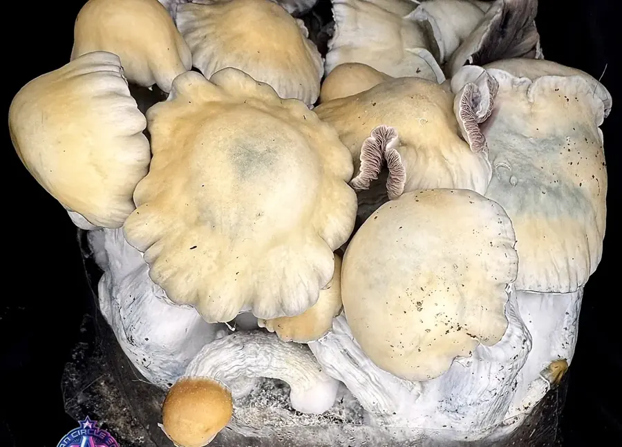 Project Bluebook, a strain in the MycoWorld Mushrealm collection