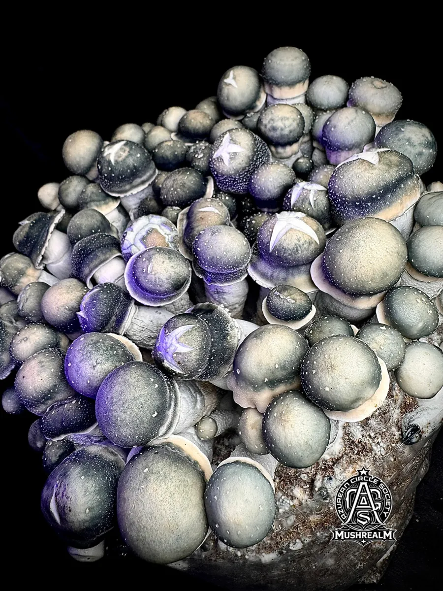 Snape 50, photographed for the MycoWorld library