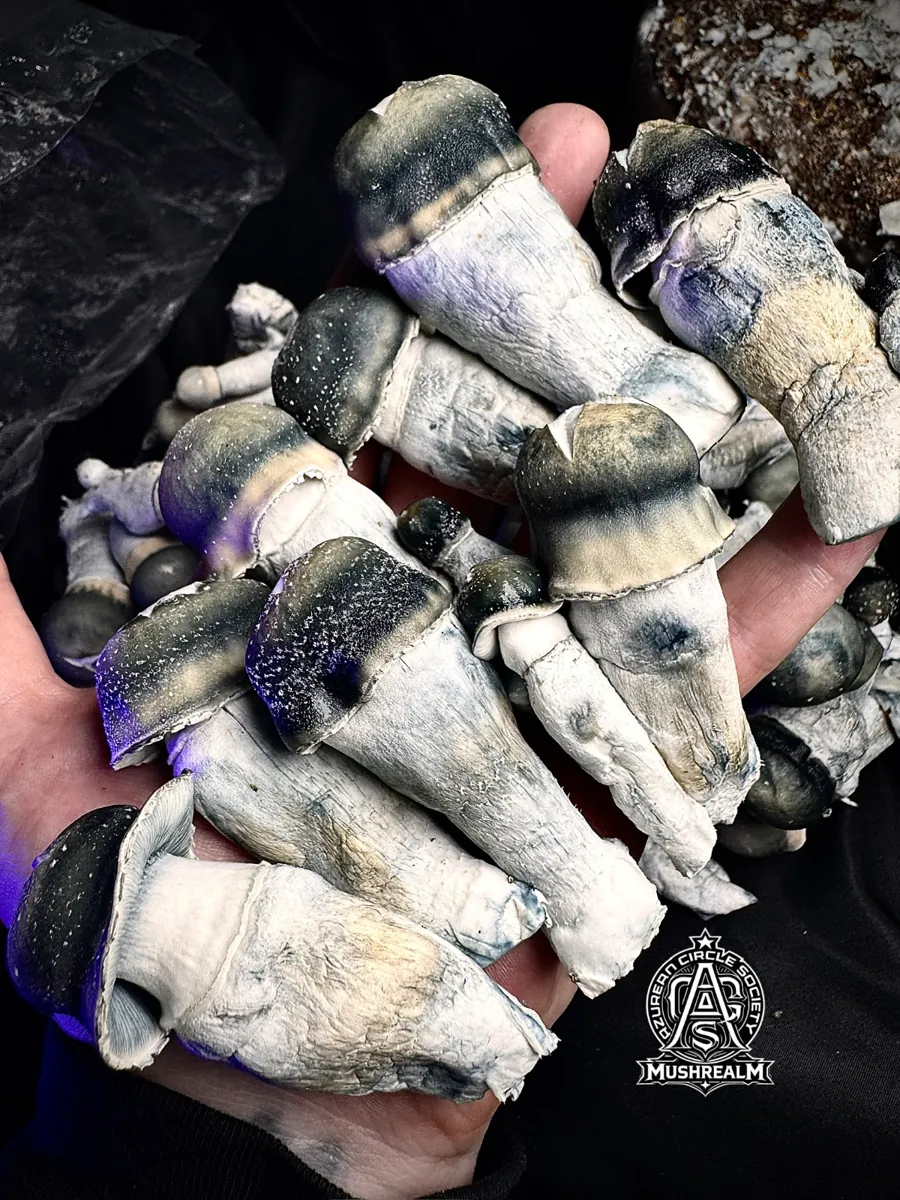 Snape 50, photographed for the MycoWorld library