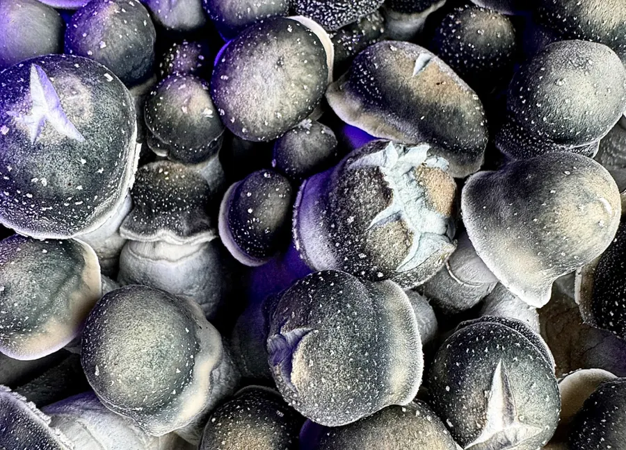 Snape 50, a strain in the MycoWorld Mushrealm collection