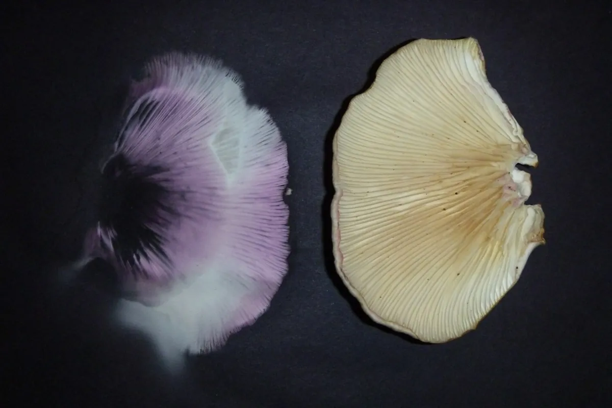 A pale lilac oyster mushroom spore print next to the cap