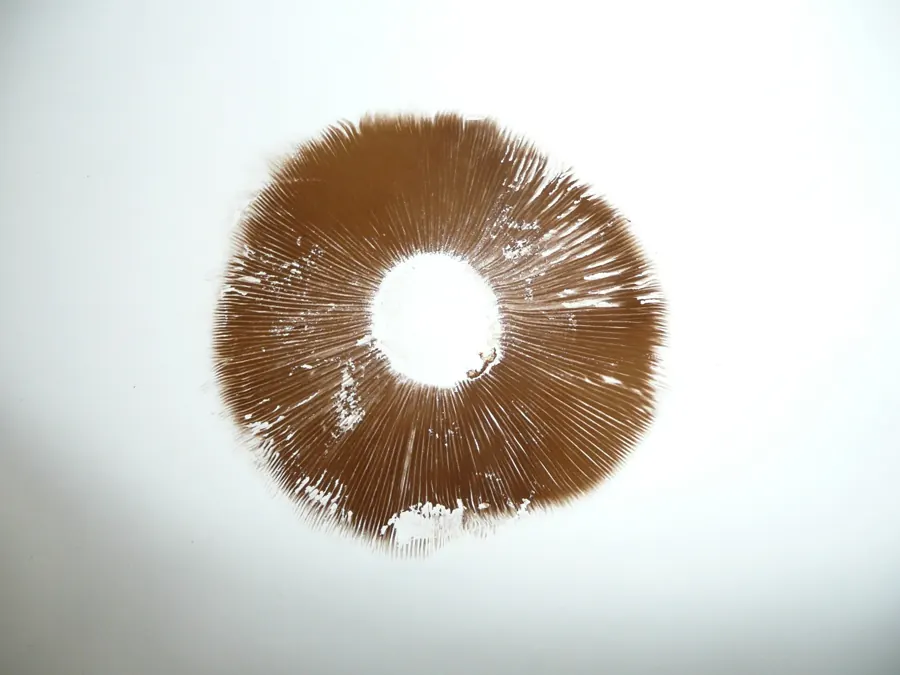 A round brown spore print on white paper