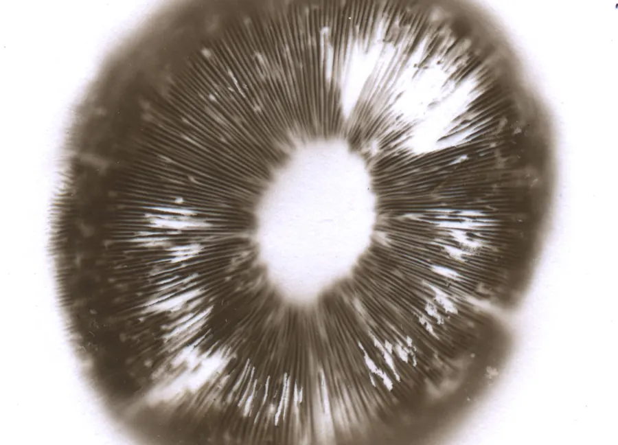 A round spore print in brown on white paper