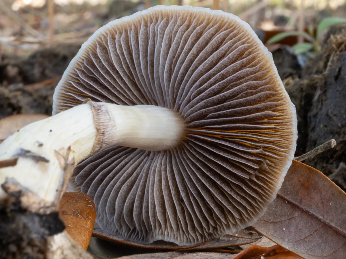 The underside of a Psilocybe cubensis cap showing its gills