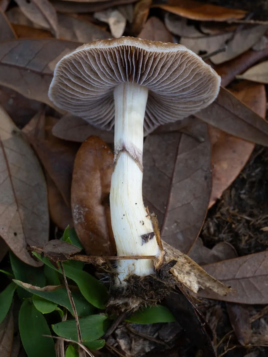 A Psilocybe cubensis mushroom lying on leaf litter, gills visible