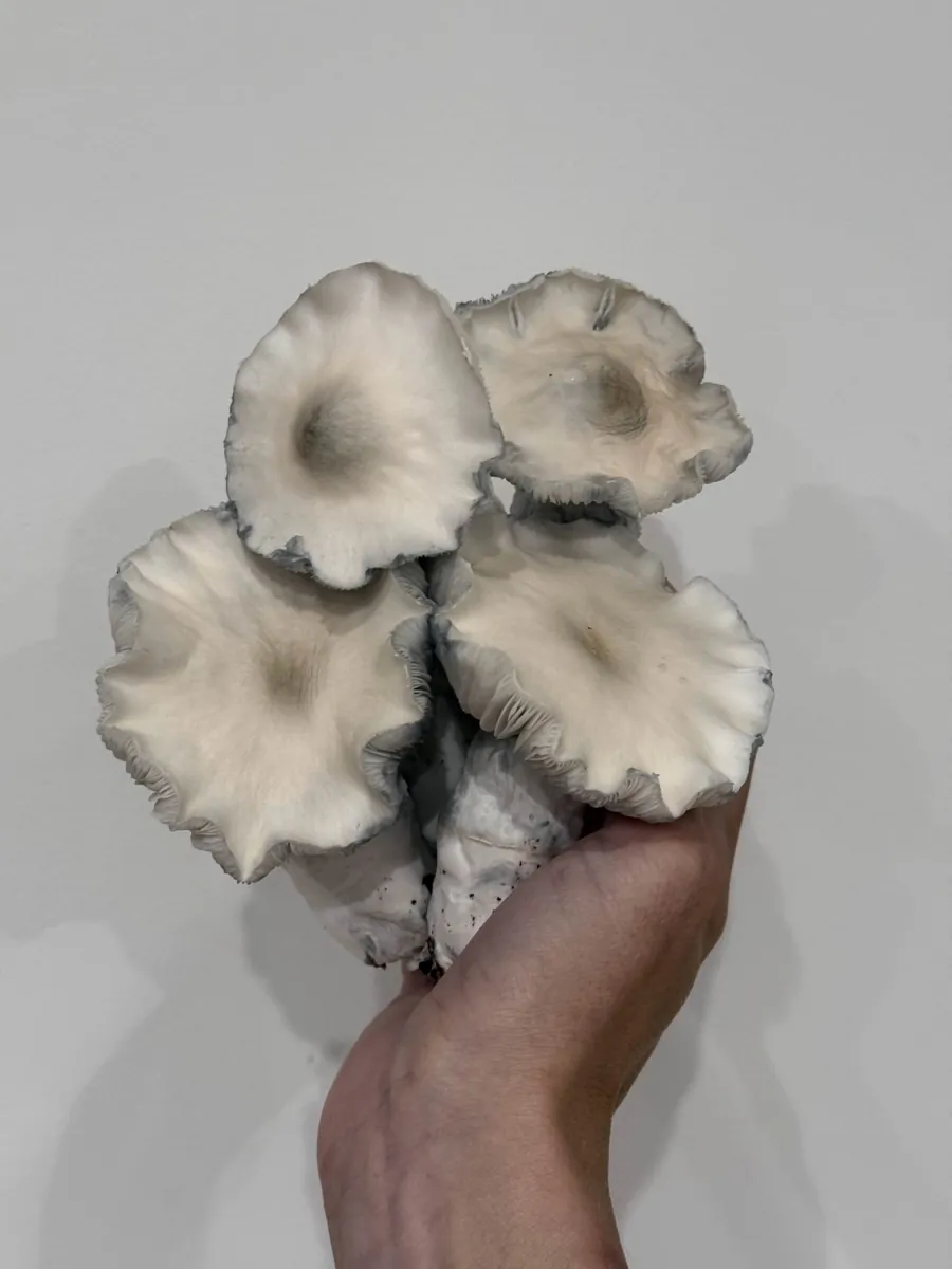 Toque x Jack Frost, photographed for the MycoWorld library