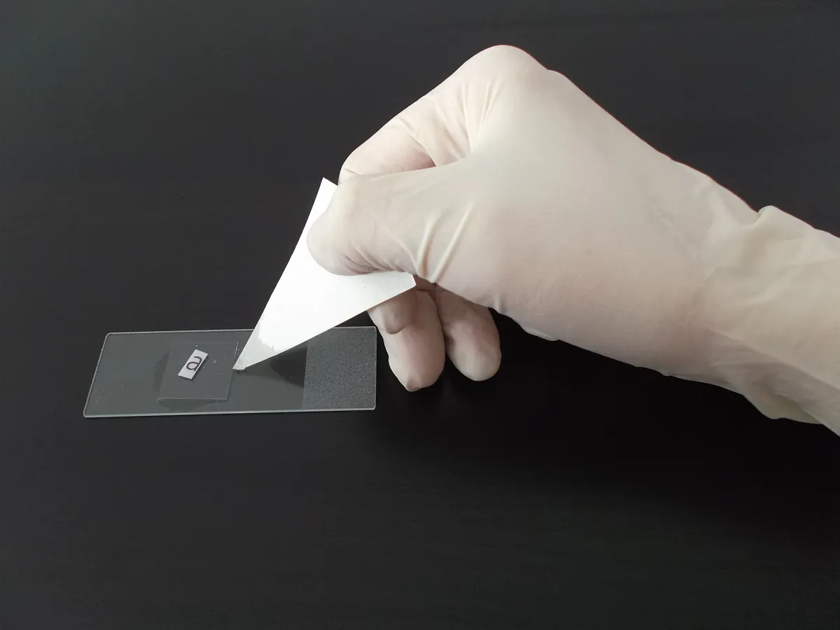 A gloved hand lowering a coverslip onto a microscope slide