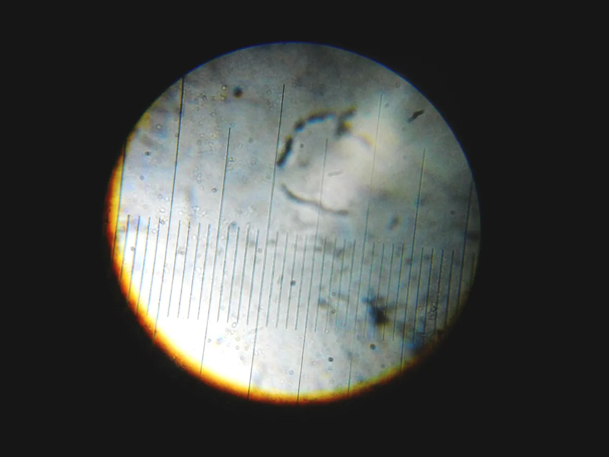 Stage micrometer divisions seen through a microscope eyepiece