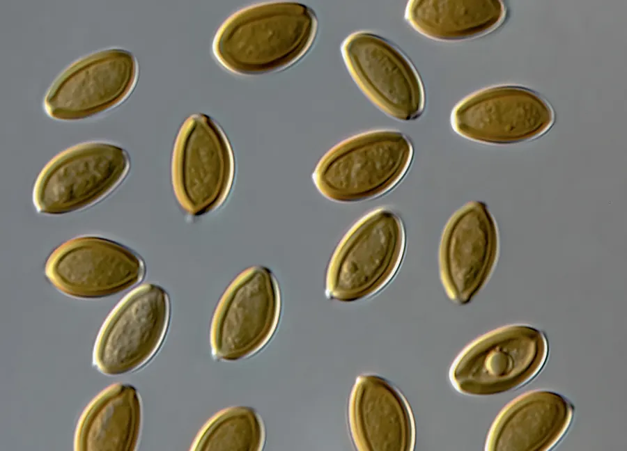 Psilocybe pelliculosa spores at high magnification with a 10 micrometre scale bar