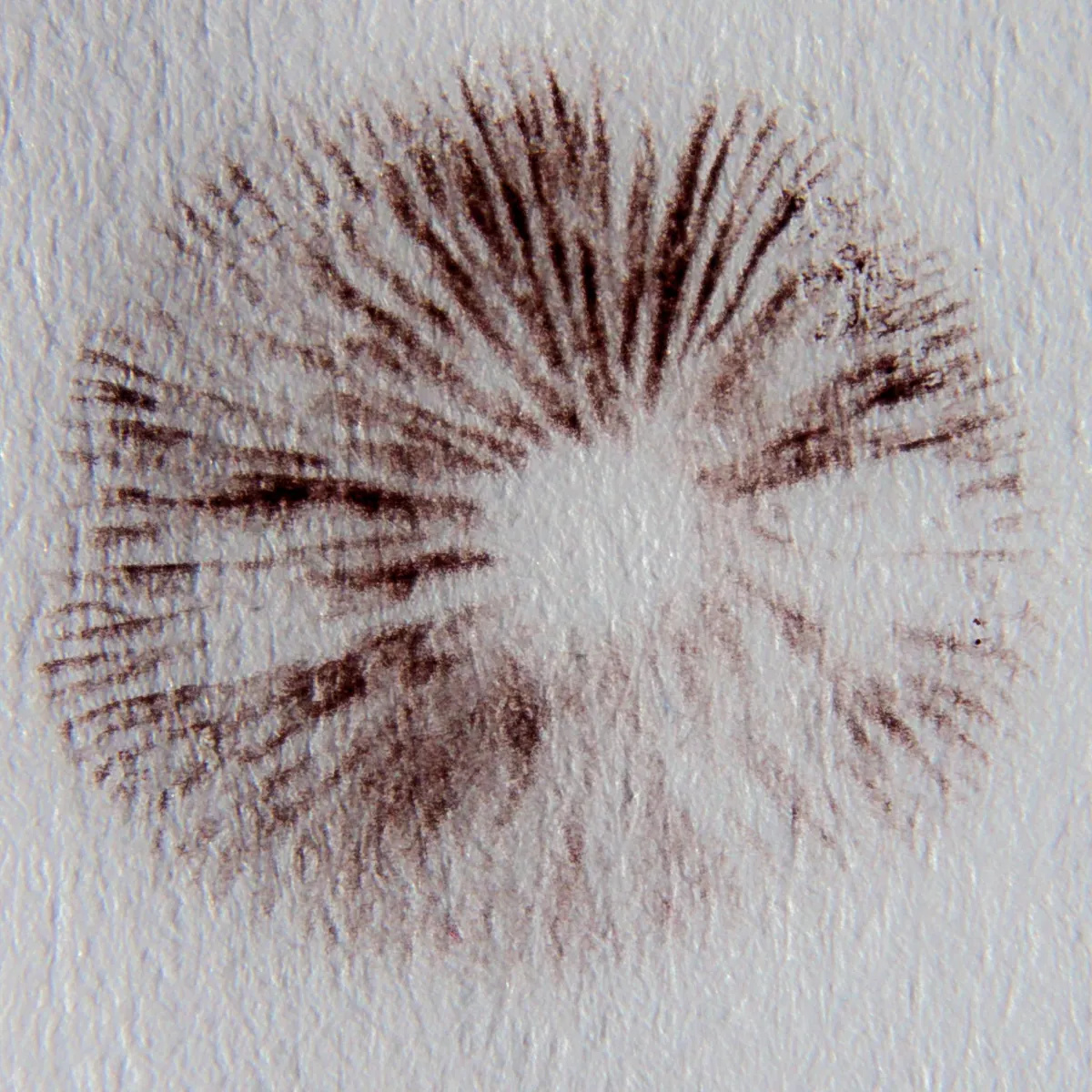 A Psilocybe spore print on white paper