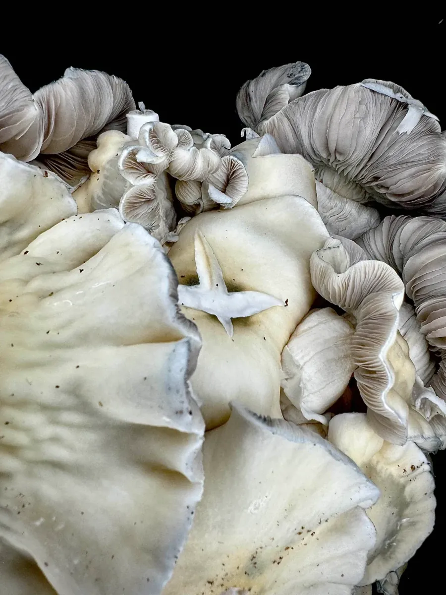 Whitebilly, photographed for the MycoWorld library