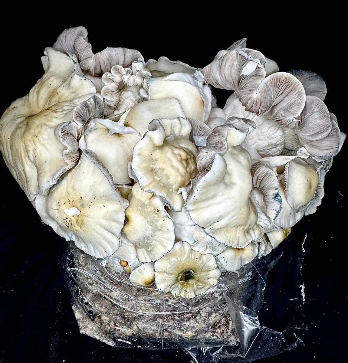 Whitebilly, photographed for the MycoWorld library
