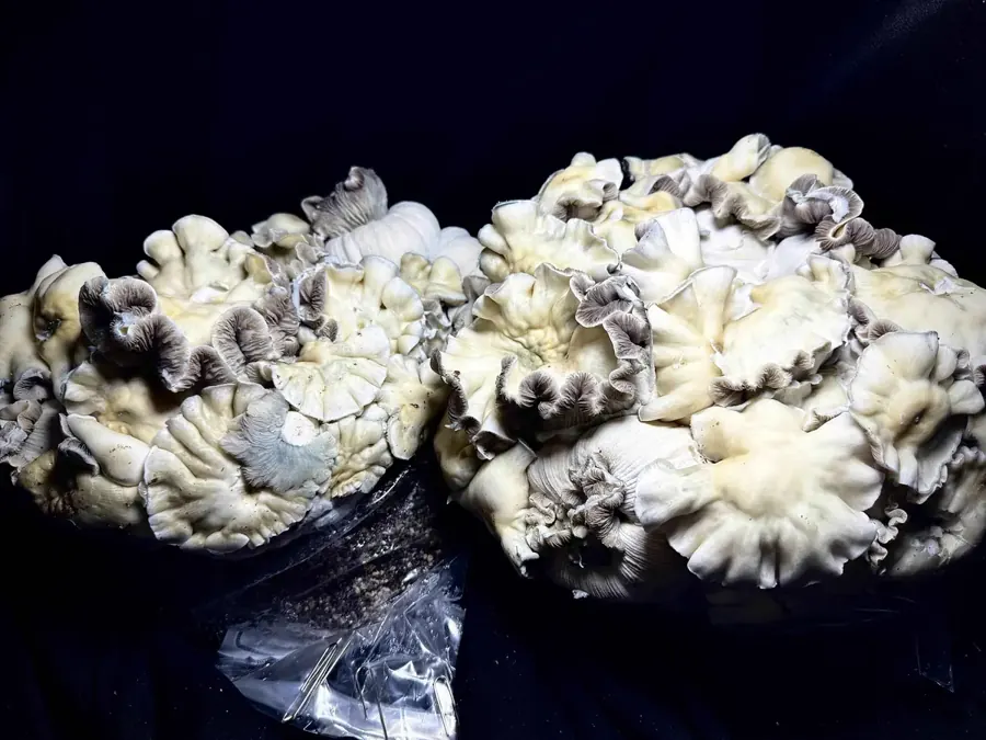 Whitebilly, a strain in the MycoWorld Mushrealm collection