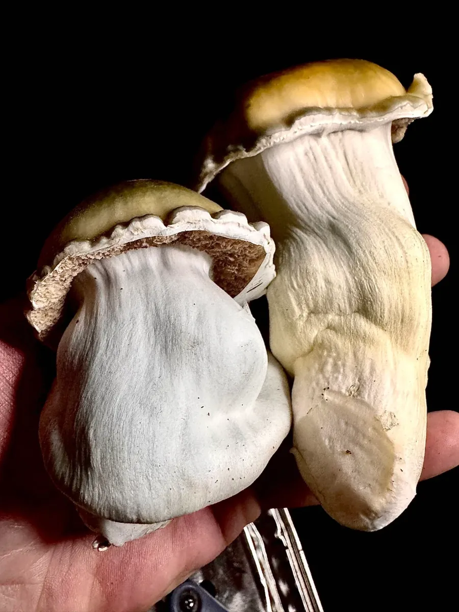 YV2B, photographed for the MycoWorld library