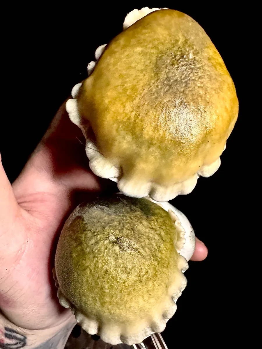 YV2B, photographed for the MycoWorld library