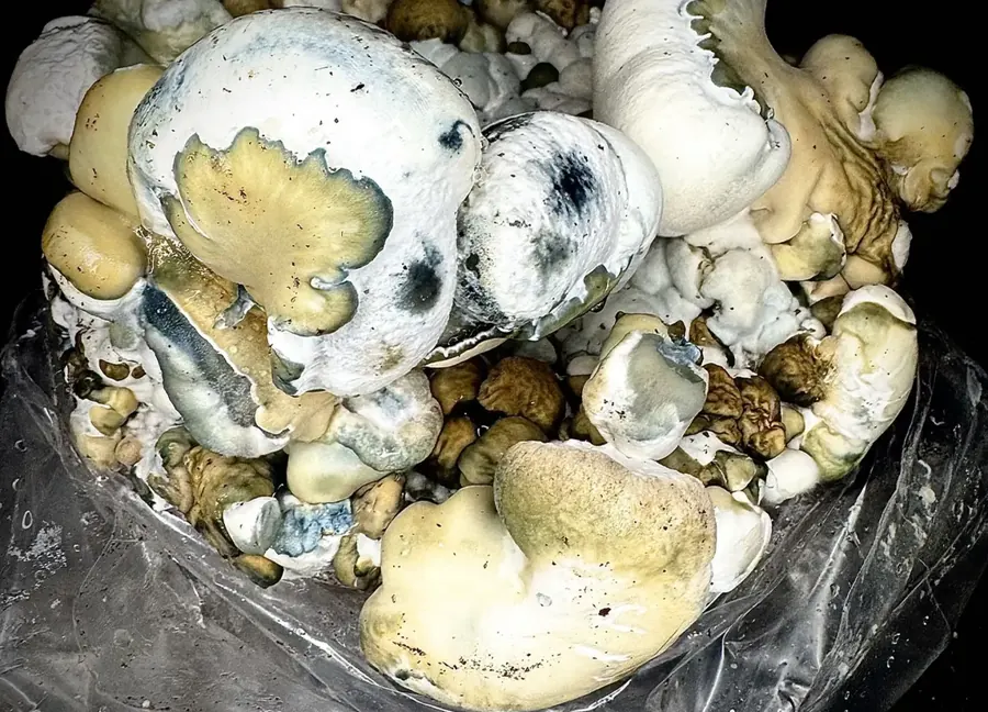YV2B, a strain in the MycoWorld Mushrealm collection