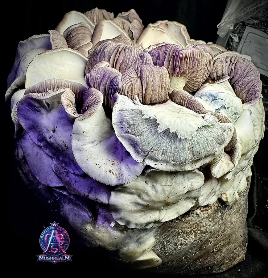 EMP (Electro magnetic Psilocybe) Spore Syringe