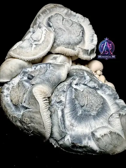 Iceberg Clam 456 - Spore Syringe