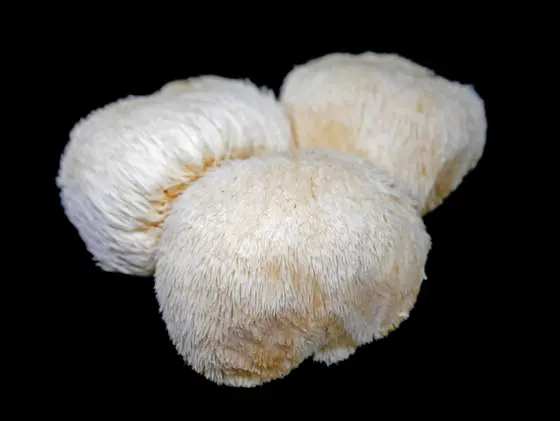 Lions Mane Culture 10ml