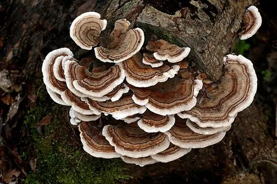 Turkey Tail Culture 10ml
