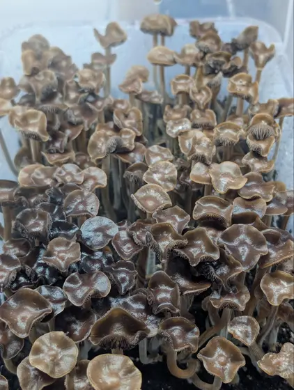 Psilocybe Ingeli Iso Spore Syringe 10ml