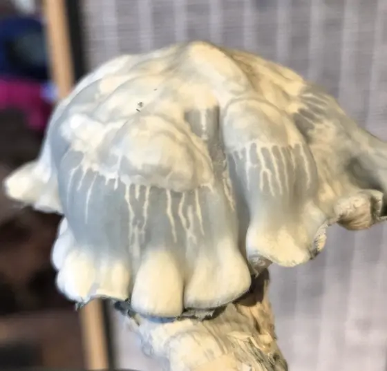 Blue Voodoo (Blue Ravioli x Natal Moon) 10cc Spore Syringe