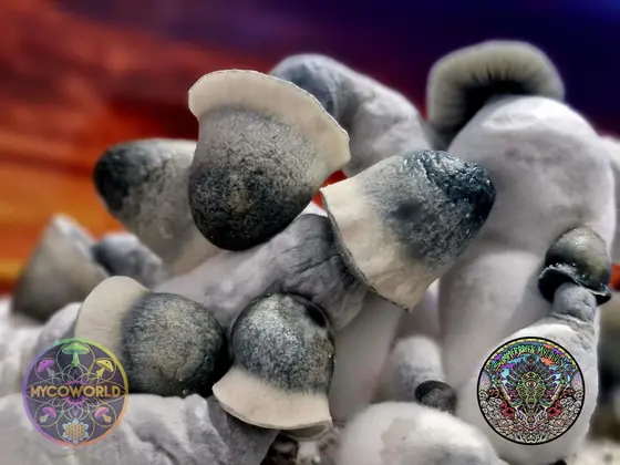 Rango Gates - (Rango APE x Lucid Gates) Spore Syringe