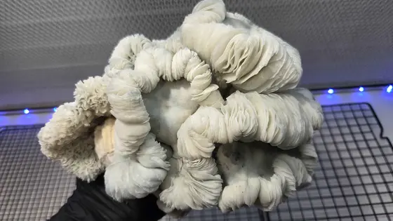 Oaxacan Frost (Jack Frost x Maria Sabina) Spore Syringe