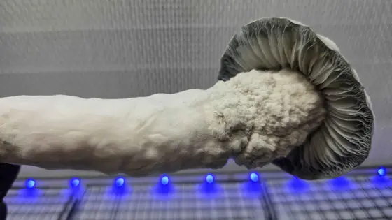 Galactic Gorilla (SV-13 x APE) Spore Syringe