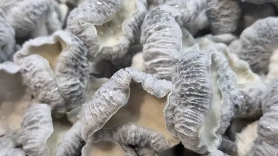 Jack Frost x Mayahuel Spore Syringe