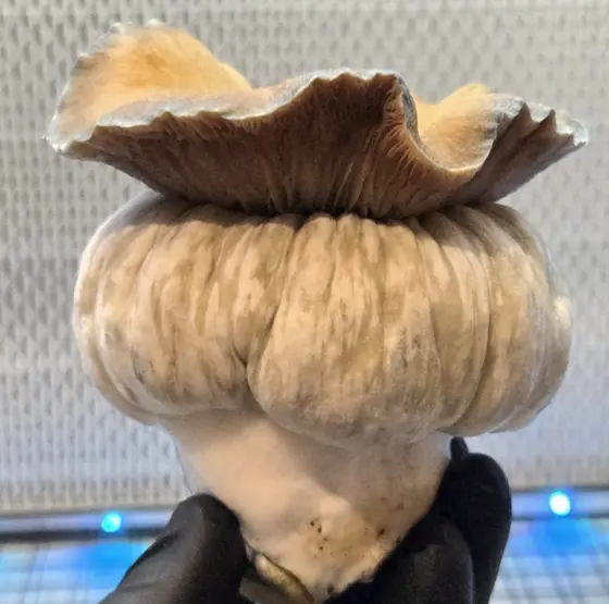 MEGA MAK 188 (Megaton x Melmak TP) Spore Syringe