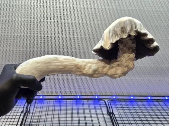 Safari 402 (Shakti Blue Mutant 227 x Great White Monster) Spore Syringe
