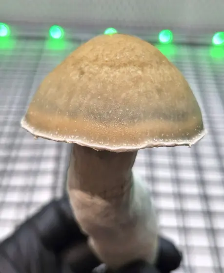 Swamp Mak (LSG x Melmak XXL) Spore Syringe