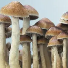 Mckennaii Spore Syringe