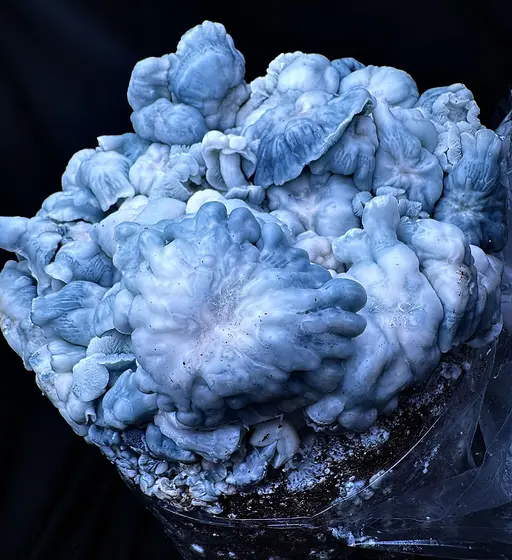 Blue Voodoo (Blue Ravioli x Natal Moon) iso Spore Syringe