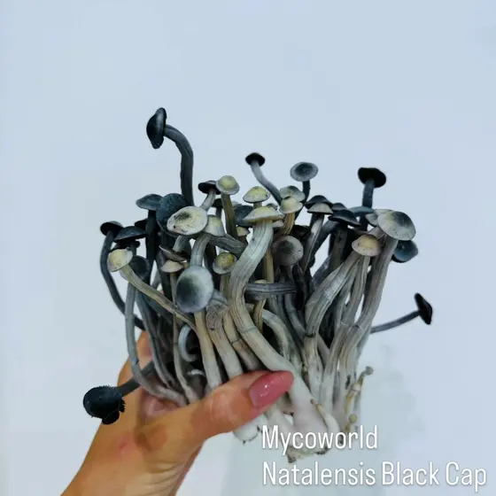 P Ochra (prev. Natalensis) Black Cap