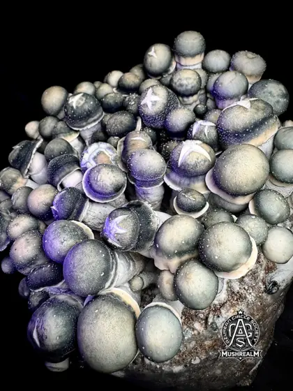 Starry Night APE (SNAPE 50 iso) - Spore Syringe