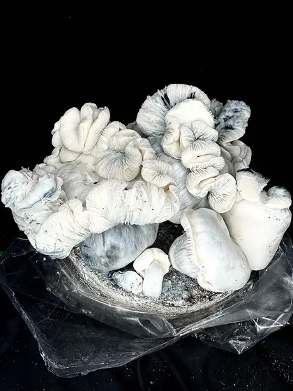Albino Bluey Vuitton (ACS iso) - Spore Syringe